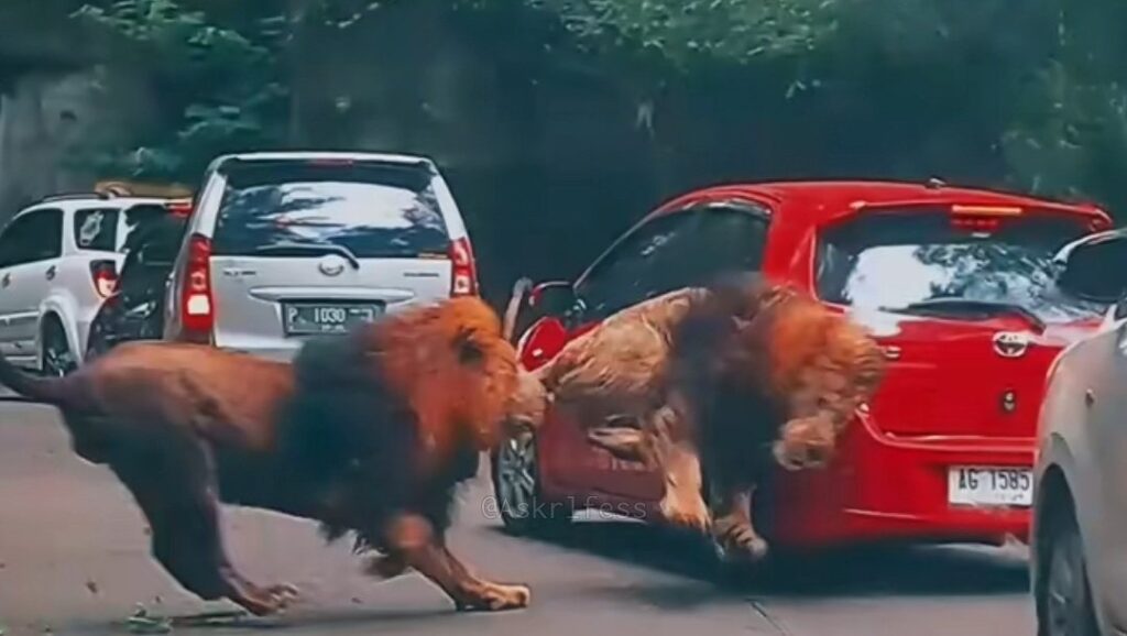 Pengunjung Taman Safari Bogor Terekam Keluar Mobil dan Masuk ke Area Satwa, Ini Reaksinya!